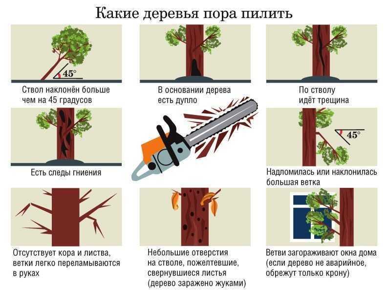 Как пилить бензопилами деревья пошаговая инструкция