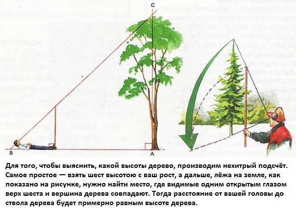 Можно ли в снт спиливать деревья. Измерение высоты дерева. Как измерить высоту дерева. Как правильно спилить дерево. Определение высоты дерева.