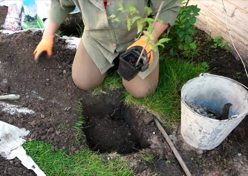 Клематисы фото в саду посадка и уход в открытом грунте