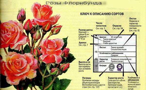 Самые красивые сорта роз