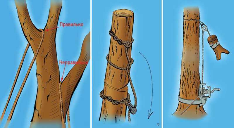 Спилить дерево схема. Часть срезанного дерева. Подвязка дерева при спиле. Технология спила деревьев. Правильный спил дерева.