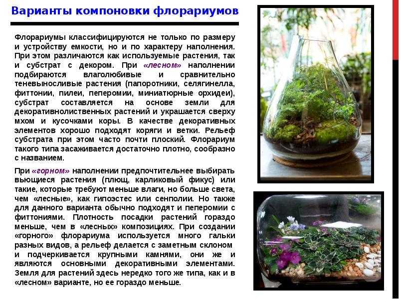 Как сделать флорариум своими руками для начинающих, и что для этого нужно: выбор растений и декоративных камней, оригинальные идеи необычных флорариумов с пошаговой инструкцией