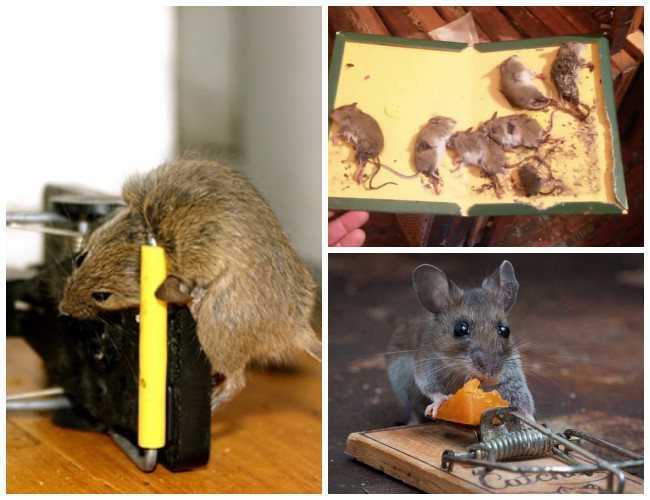 Способы избавиться от мышей. Мышь в квартире. Мыши в частном доме. Мыши в доме. Крысы в частном доме.
