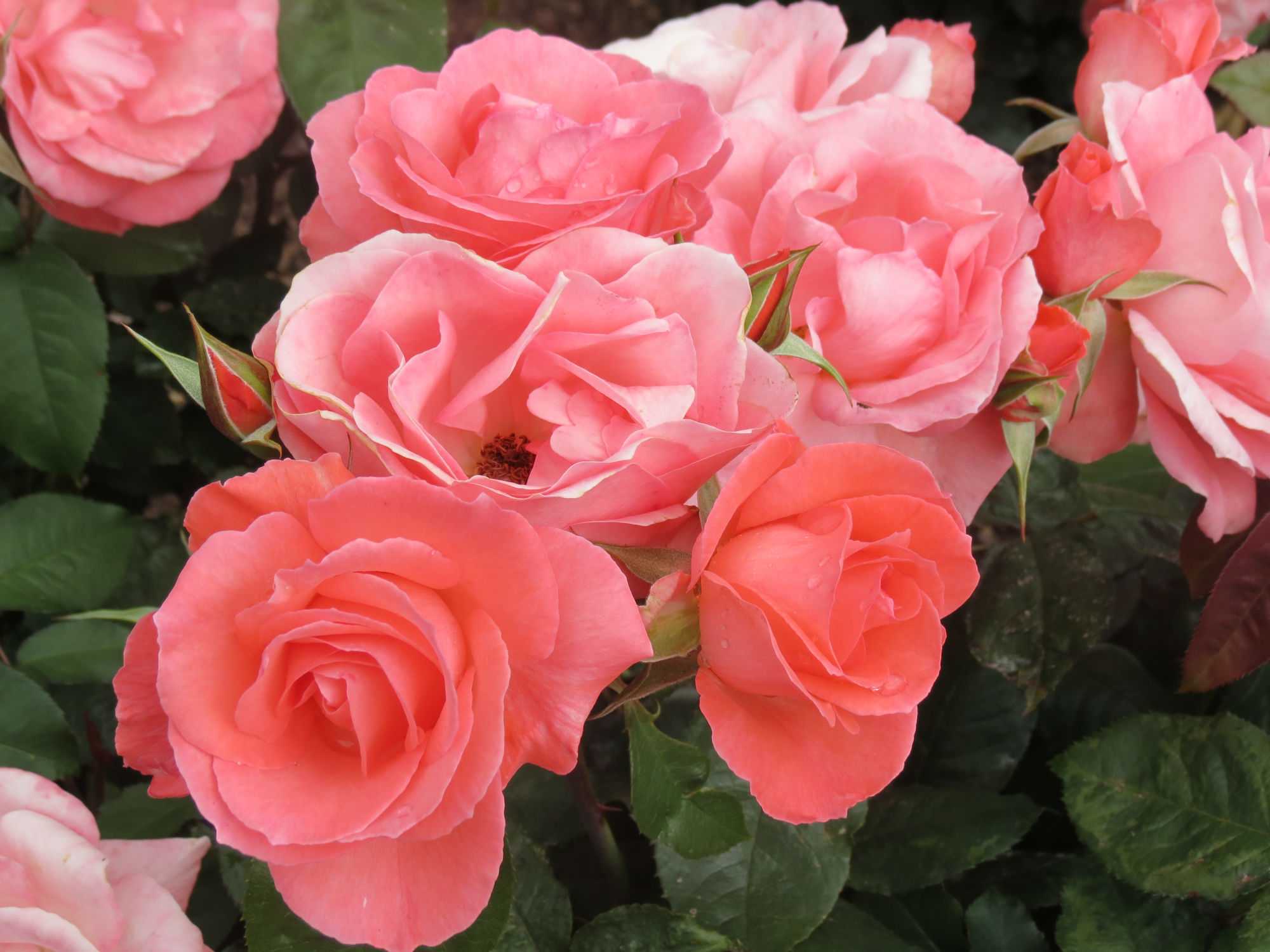 Парковые розы: описание с названиями 17 лучших сортов включая зимостойкие | (100+ фото & видео) +отзывы