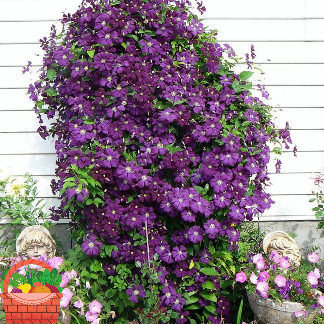 Вьющиеся фиолетовые цветы название и фото