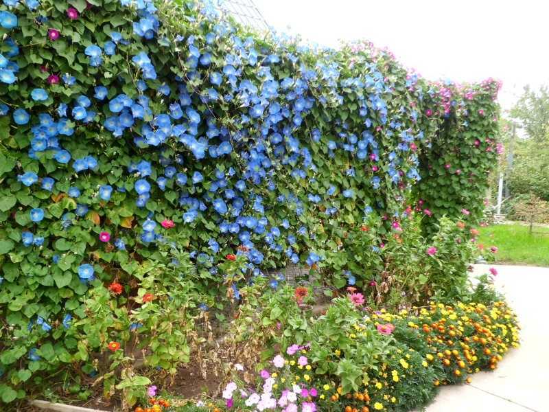 Цветы вьющиеся для сада многолетники неприхотливые фото