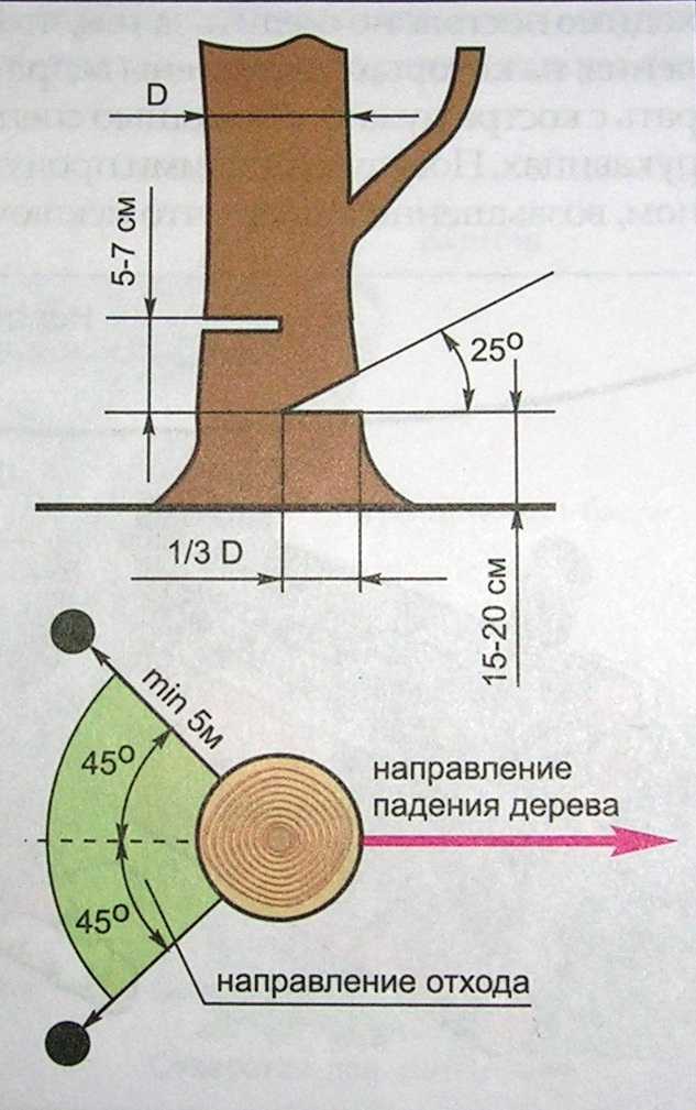 Разбираемся, как правильно спилить дерево бензопилой: техника и советы