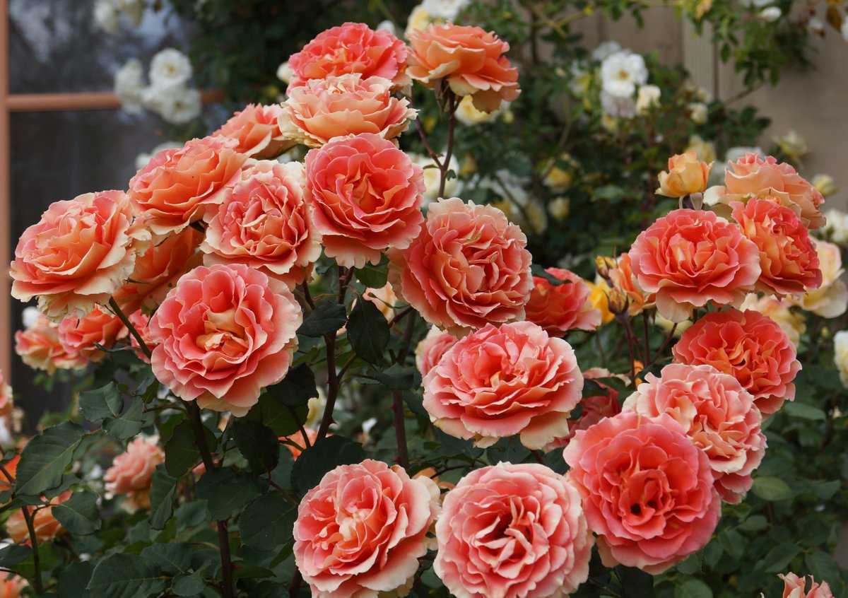 Розы для подмосковья лучшие сорта фото и описание