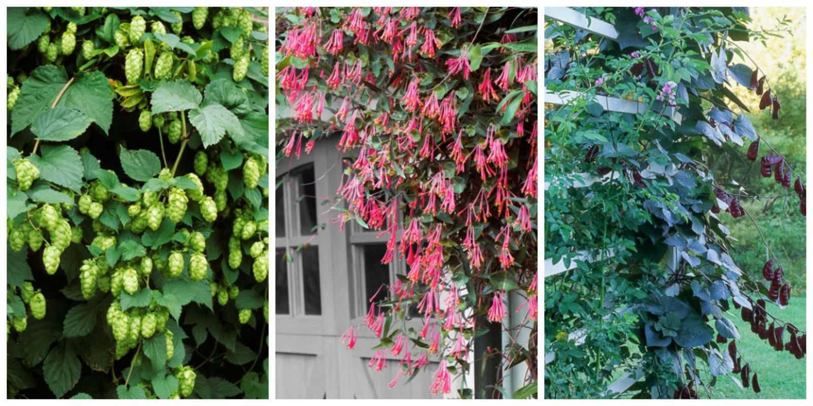 Вьющиеся растения для беседки быстрорастущие многолетние зимостойкие фото с названиями и описанием